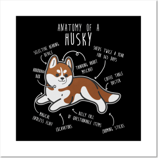 Red Siberian Husky Dog Anatomy Posters and Art